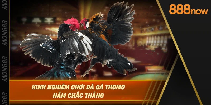 kinh-nghiem-choi-da-ga-thomo-nam-chac-thang